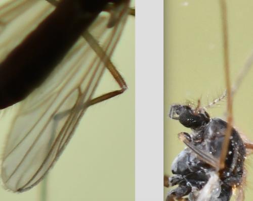 Chironominae